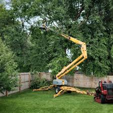 Reliable Oran, MO Tree Services Solutions